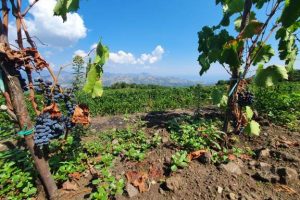 470553022_1762075241211619_1463061128561692459_n